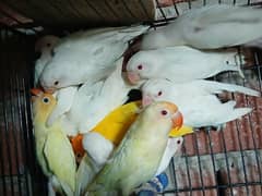 albino