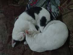 cats for sale