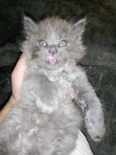 45 days Persian kitten for sale