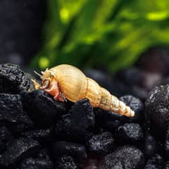 Malaysian trumpet snails