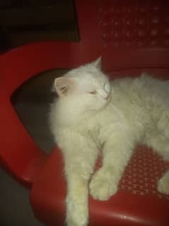 persian