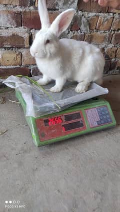 Rabbit |Newzealand whiteRabbit | Bunnies