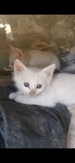 Persian kittens