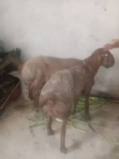 Kabli dumba for sale