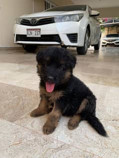 puppy