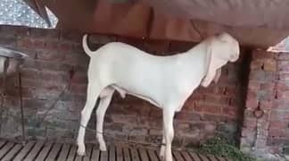 Qurbani Lagne Wala Gulabi Bakra For Sale _03207353182