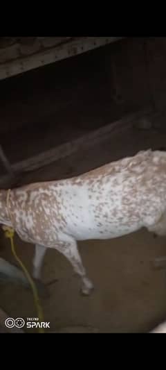 makhi chini bakri