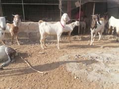 Bakra | Mix Breed Goat | Goats | بکری | Qurbani For | Dasi Bakra