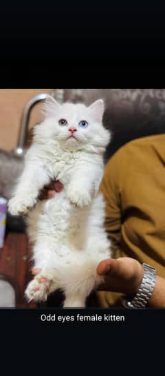 persian cats and kittens for sale wtsapp (0307/710/92/69)