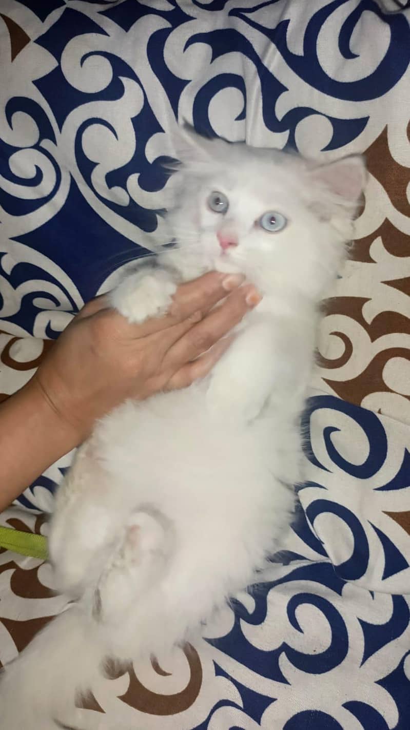 persian cats and kittens for sale wtsapp (0307/710/92/69) 2