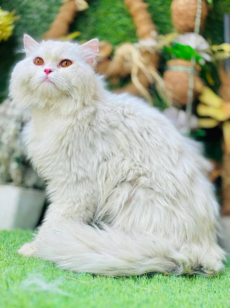 persian cats and kittens for sale wtsapp (0307/710/92/69) 8