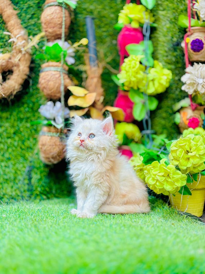 persian cats and kittens for sale wtsapp (0307/710/92/69) 9