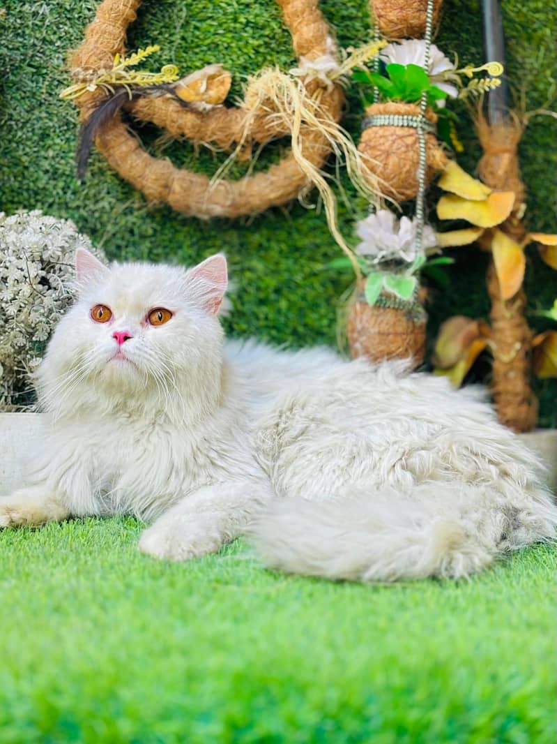 persian cats and kittens for sale wtsapp (0307/710/92/69) 10