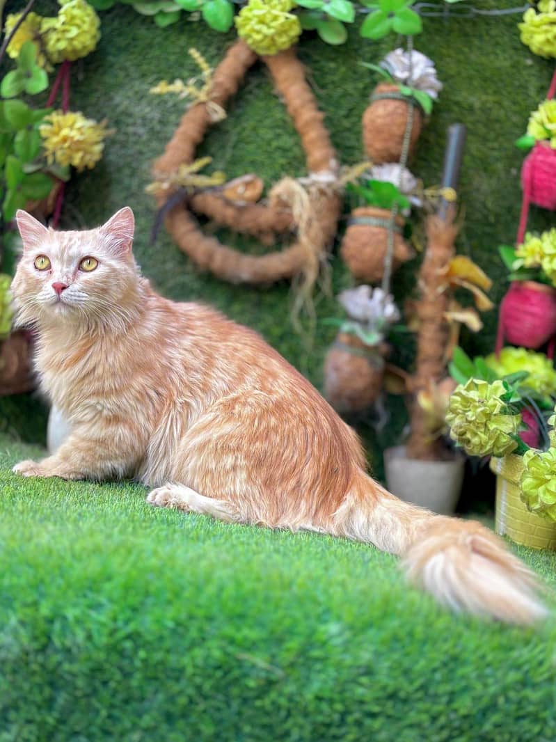 persian cats and kittens for sale wtsapp (0307/710/92/69) 12