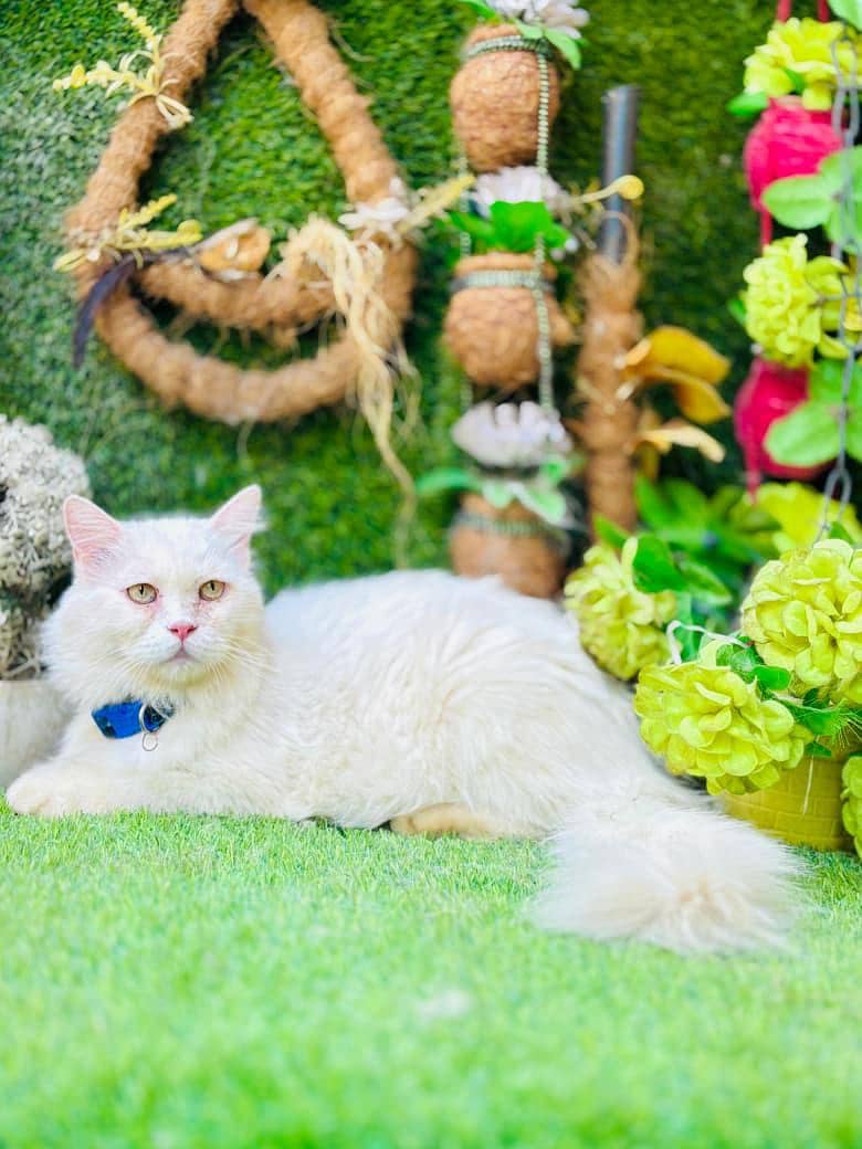 persian cats and kittens for sale wtsapp (0307/710/92/69) 13