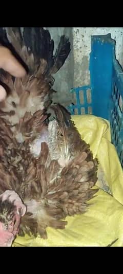 nacked neck Kurruk kurak broody hen