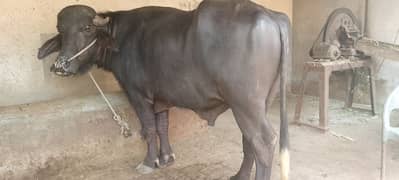 bahut
