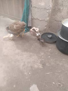 2 Aseel murghi sath chuzy b hain