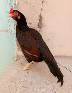 aseel mianwali pathi available for sale