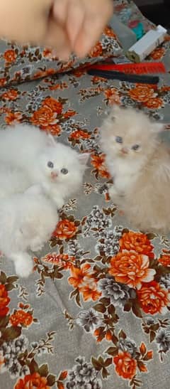 cute percian kittens