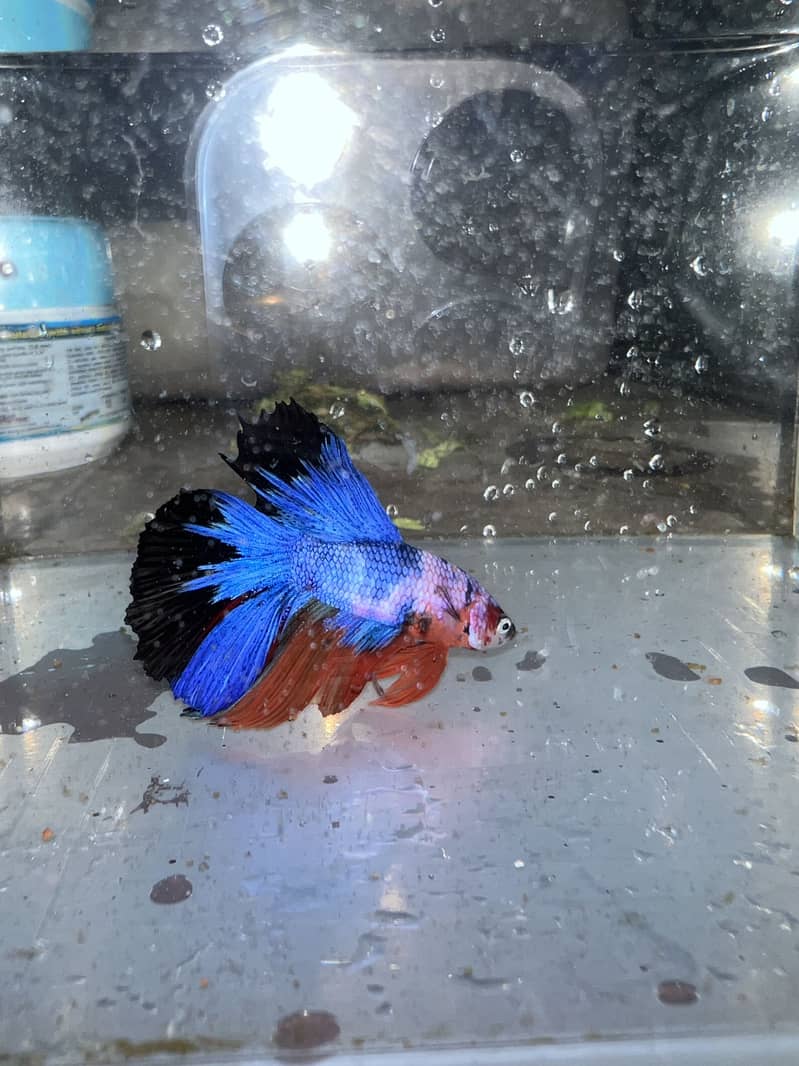 exotic betta fish and normal betta fish available 1