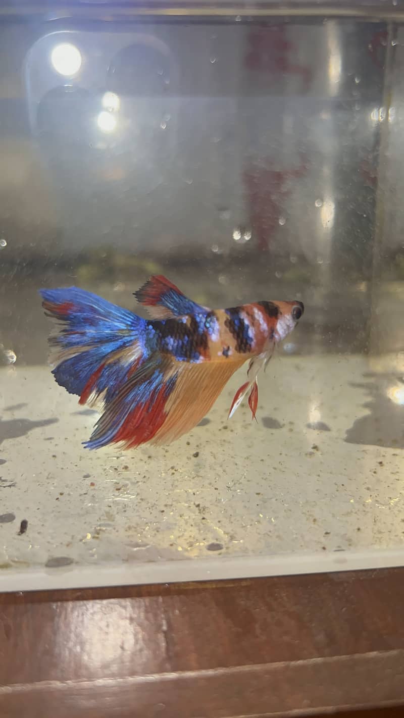 exotic betta fish and normal betta fish available 2
