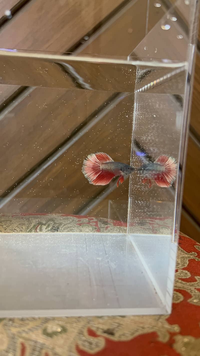 exotic betta fish and normal betta fish available 4