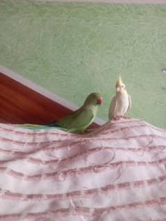 parrots