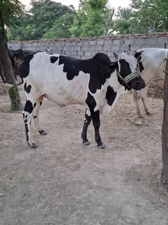 Bull