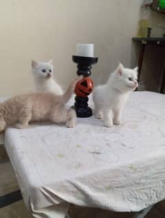 Persian