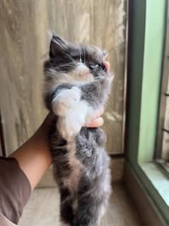 Beautiful Persian Kitten Available For Sale!
