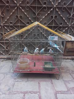 Budgies
