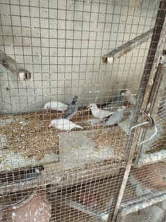 java Red eye and split breeder pair