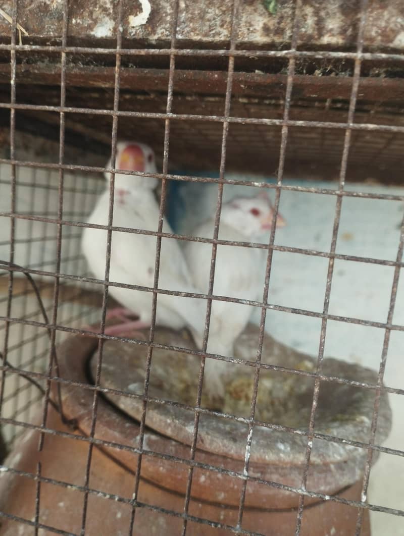java Red eye and split breeder pair 7