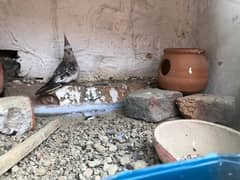 Cockatiel pair
