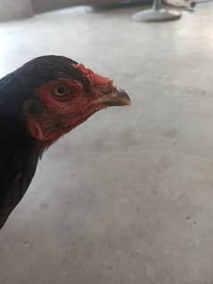 long hight mushki madi double body anday de rhi ha for sale