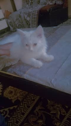 baby Persian cat