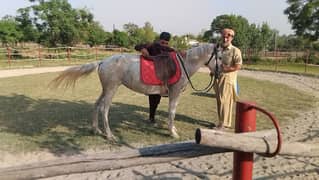 small female horse