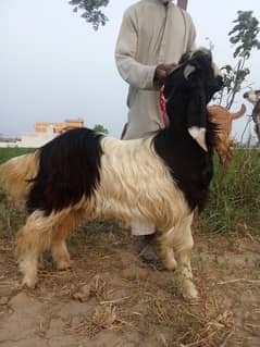 bakra