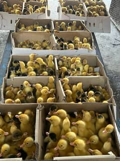 Duck | Ducks chicks | Khaki Campbell Ducks | Desi ducks | white ducks