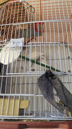 ALBINO RED EYE