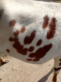 pregnant cow, gaban Gai ,  first time 1,2 din Mai bacha degi