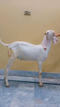 Goats & Sheep Qurabani 2025