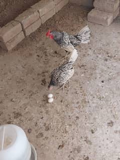 silver sprite pair