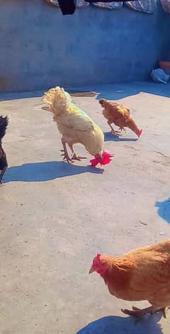 1 cook 5 hens