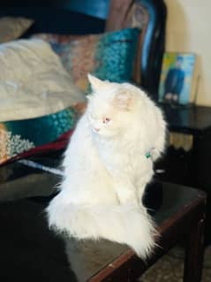 Persian cat