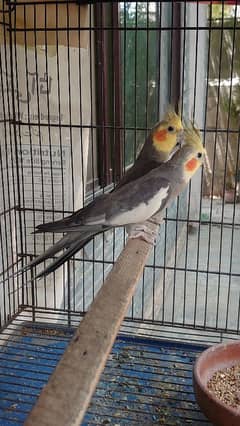 Cockatiel
