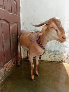 Qurbani Bakra|Goat|Qurbani Janwar|Qurbani Goat