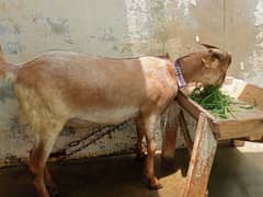 Qurbani Bakra|Goat|Qurbani Janwar|Qurbani Goat