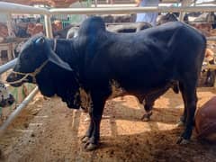 2 Daant Bachre For Sale